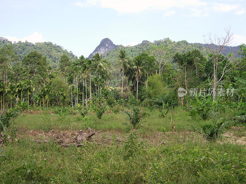 甲米省Khao Phanom Bencha国家公园的热带雨林